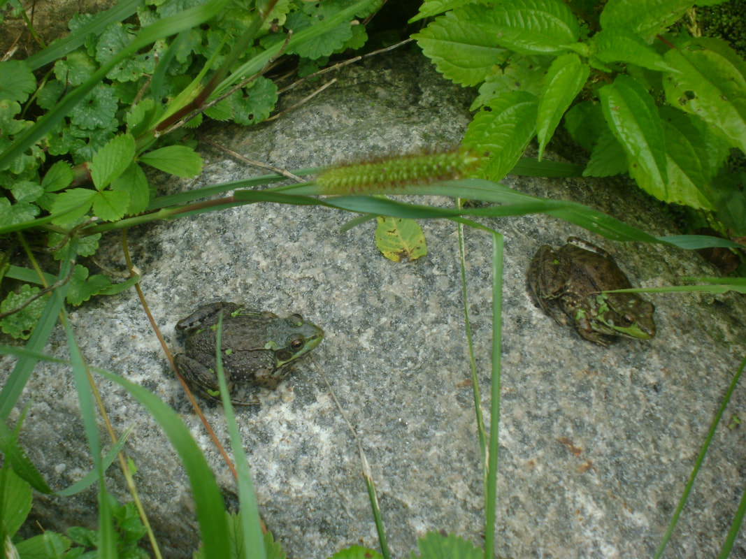 Northern Green Frogs