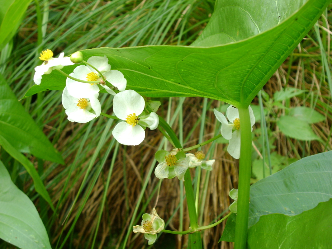SAGITTARIA SAGITTIFOLIA Arrowhead Flowering Hardy MARGINAL Perennial Excellent for Around Ponds and WATERCOURSES Loved by Bees Comes in 9CM Pot Growing Well with Label
